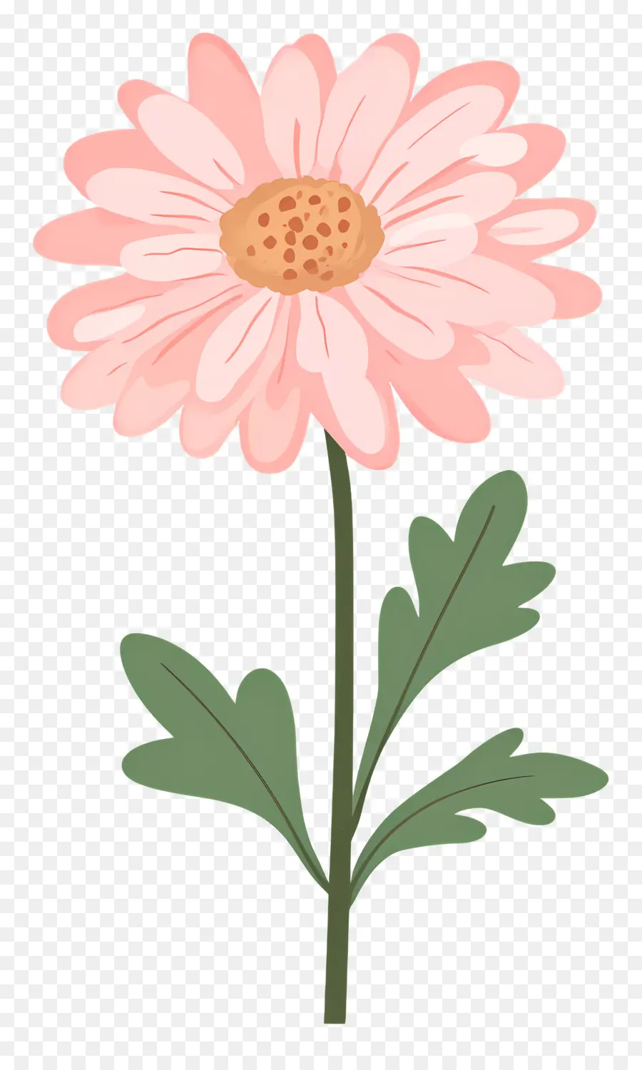 Fleur De Chrysanthème Rose，Fleur Rose PNG