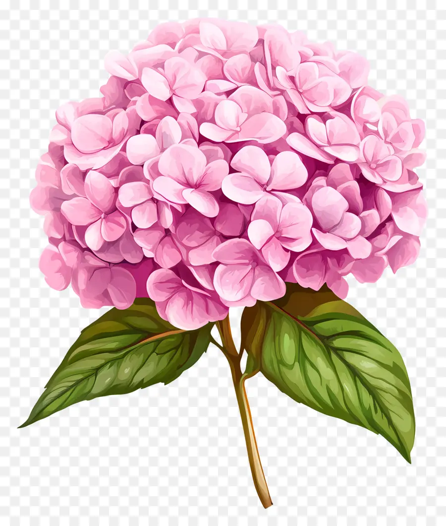 Fleur D'hortensia Rose，Hortensia Rose PNG