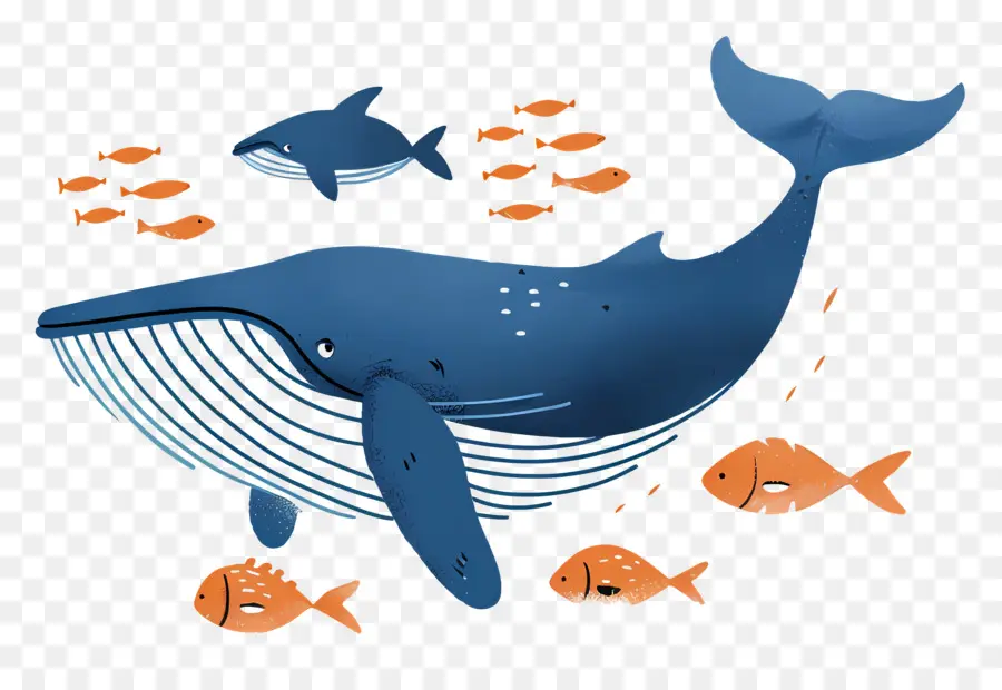 Baleine Et Poisson，Baleine PNG