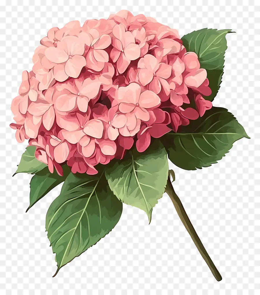 Fleur D'hortensia Rose，Hortensia Rose PNG