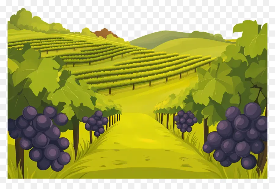 Vignoble，Raisins PNG