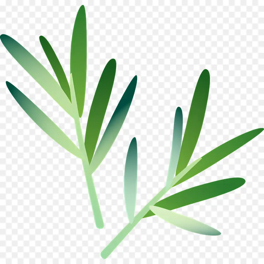 Romarin，Herbes PNG