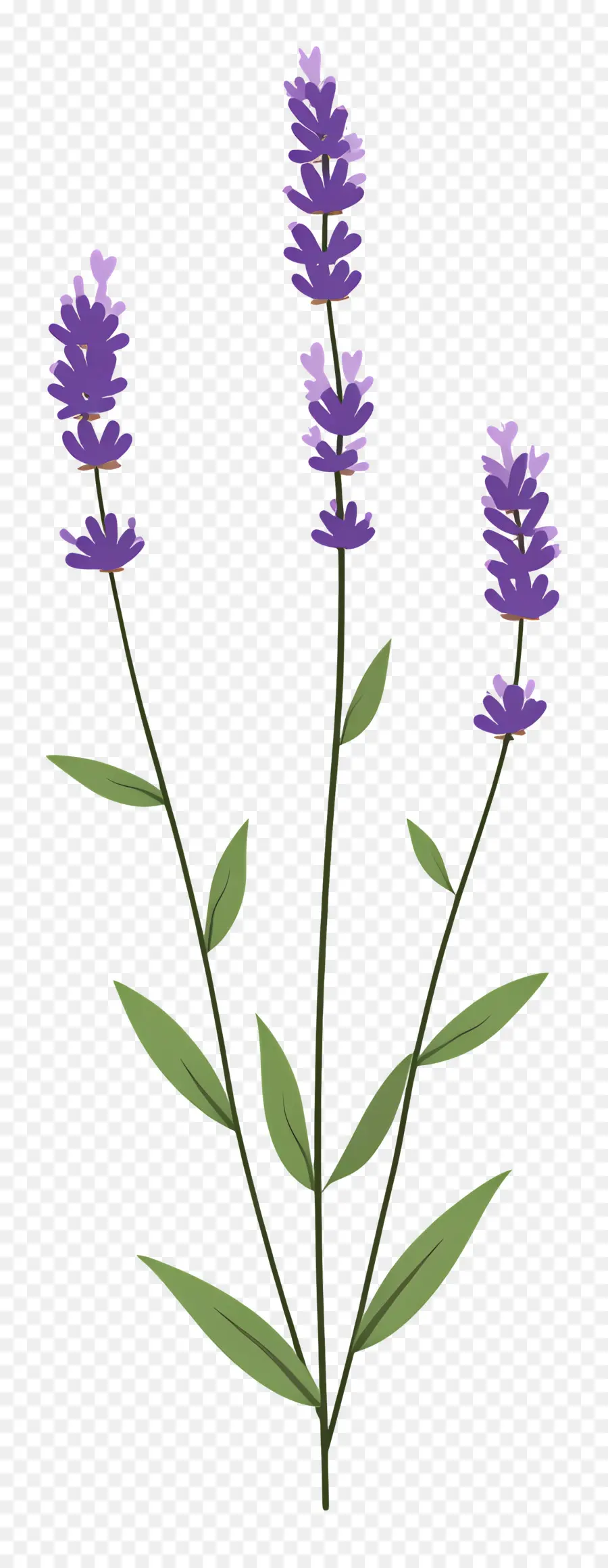 Fleur De Lavande，Violet PNG