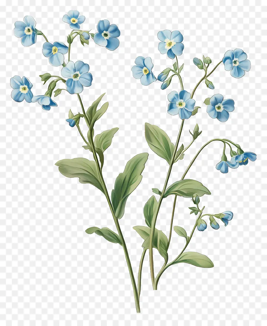 Ne M'oublie Pas Pas De Fleurs，Fleurs Bleues PNG