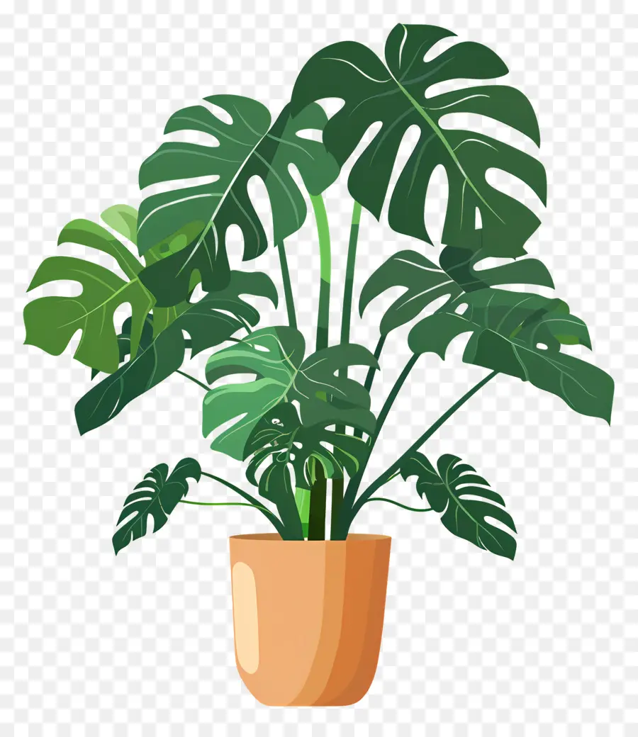 Plante Monstera，Plante En Pot PNG