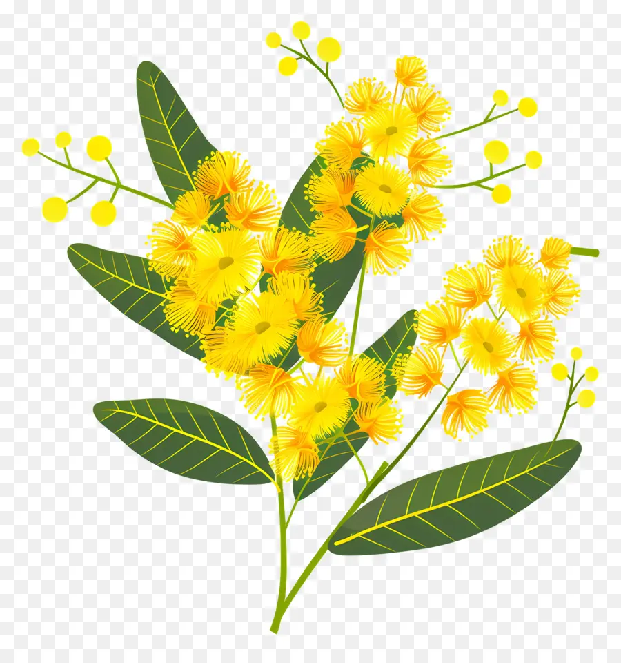 Fleurs De Mimosa，Fleurs Jaunes PNG