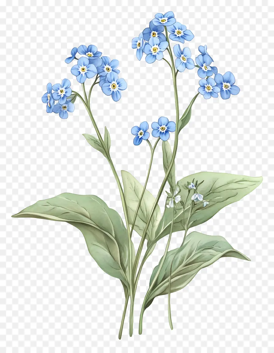 Ne M'oublie Pas Pas De Fleurs，Fleurs Bleues PNG