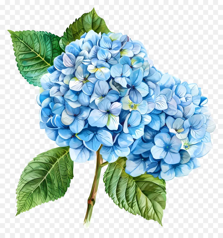 Fleur D'hortensia Bleue，Hortensia Bleu PNG