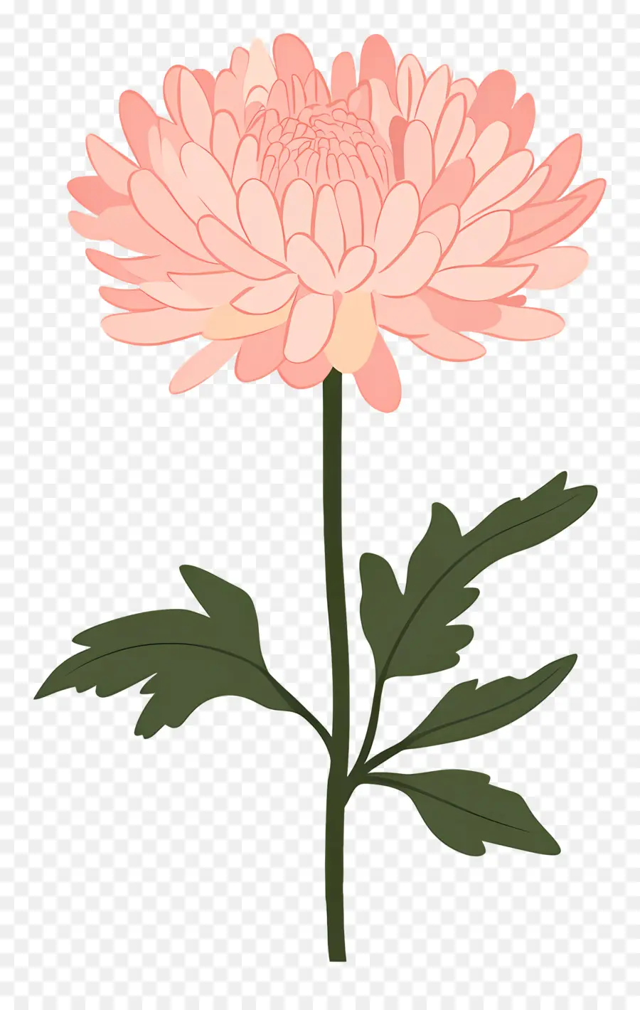 Fleur De Chrysanthème Rose，Fleur Rose PNG