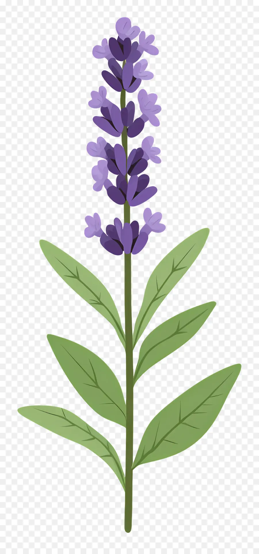 Fleur De Lavande，Violet PNG