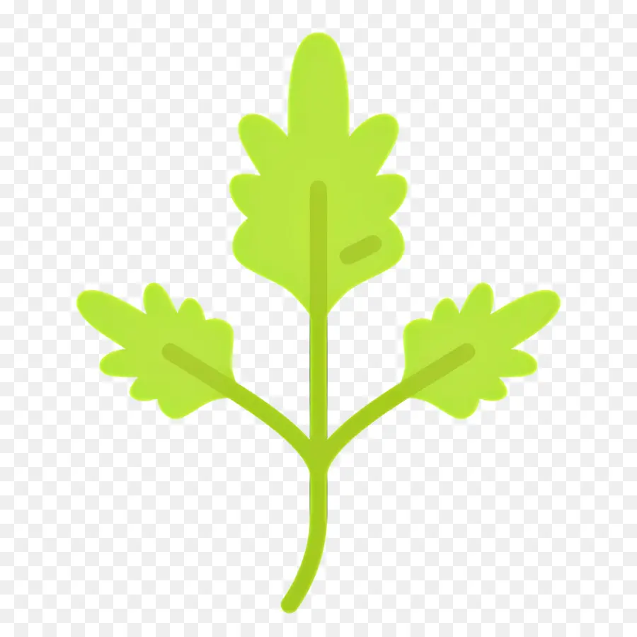 Persil，Feuille Verte PNG