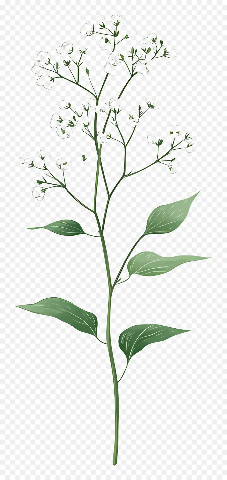 Fleur De Souffle De Bébé，Fleur PNG