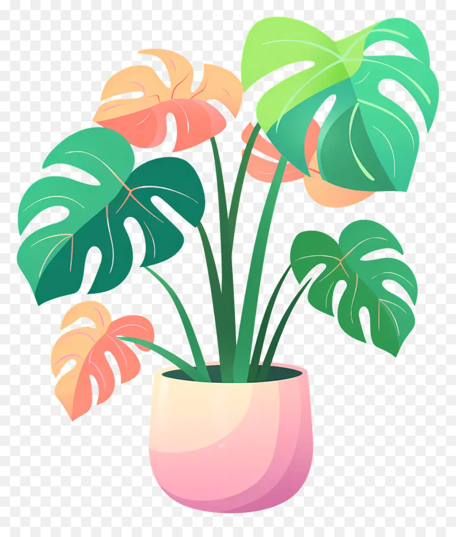 Plante Monstera，Usine PNG