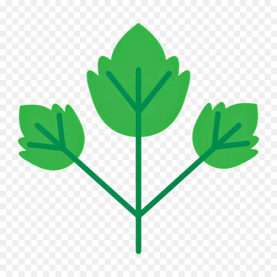 Persil，Feuille Verte PNG