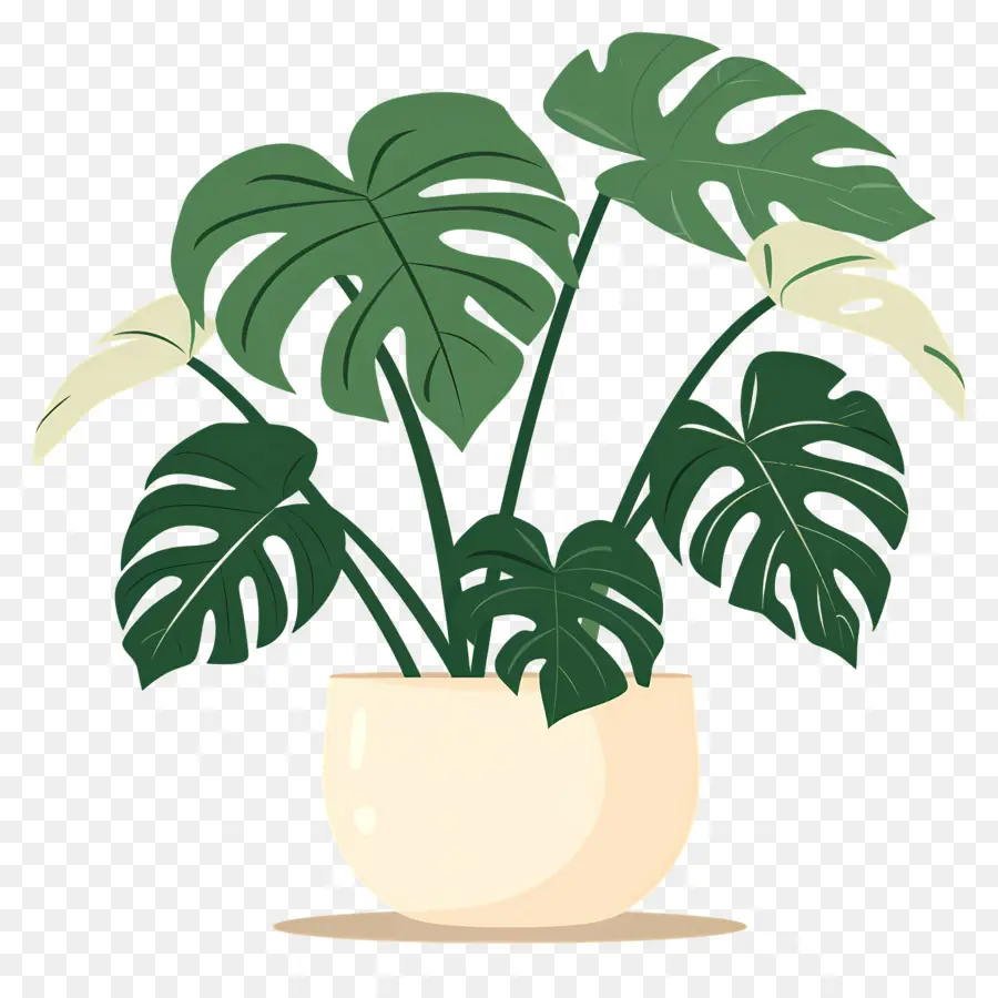 Plante Monstera，Plante En Pot PNG