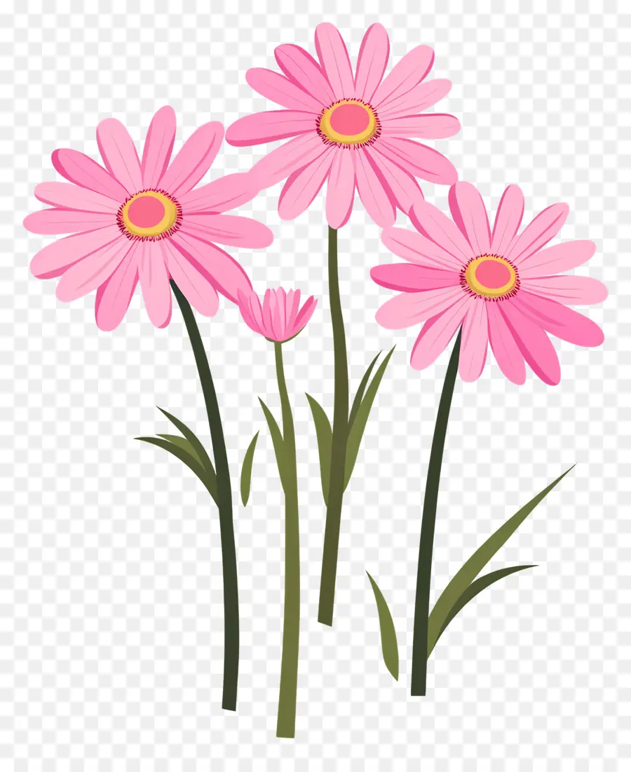 Fleurs De Marguerite Rose，Fleurs Roses PNG