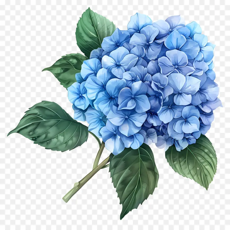 Fleur D'hortensia Bleue，Hortensia PNG