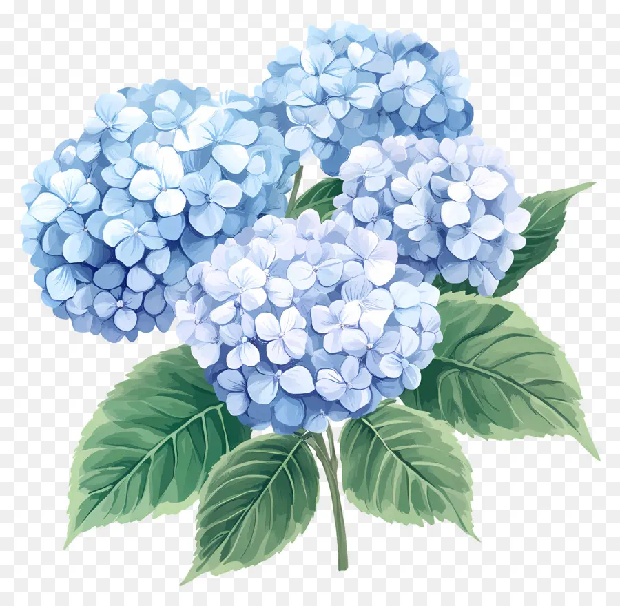 Fleur D'hortensia Bleue，Hortensia Bleu PNG