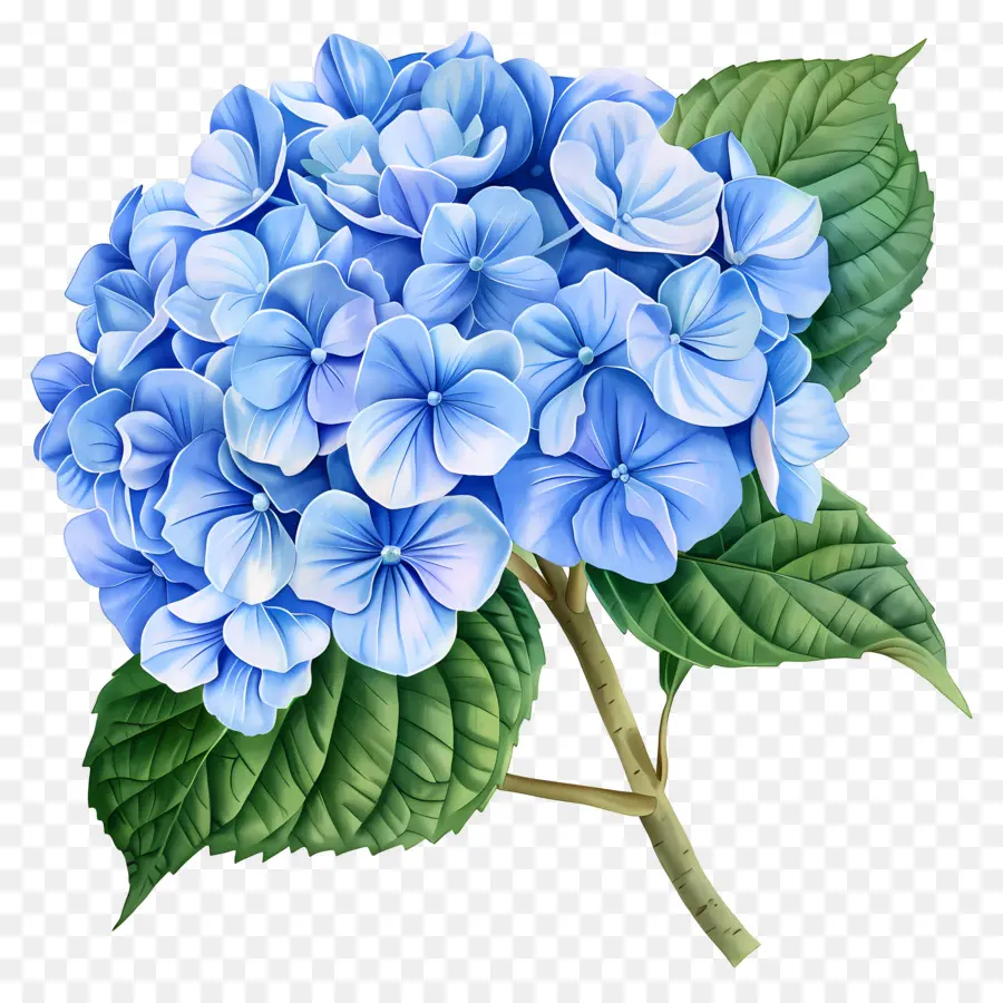 Fleur D'hortensia Bleue，Fleurs Violettes PNG