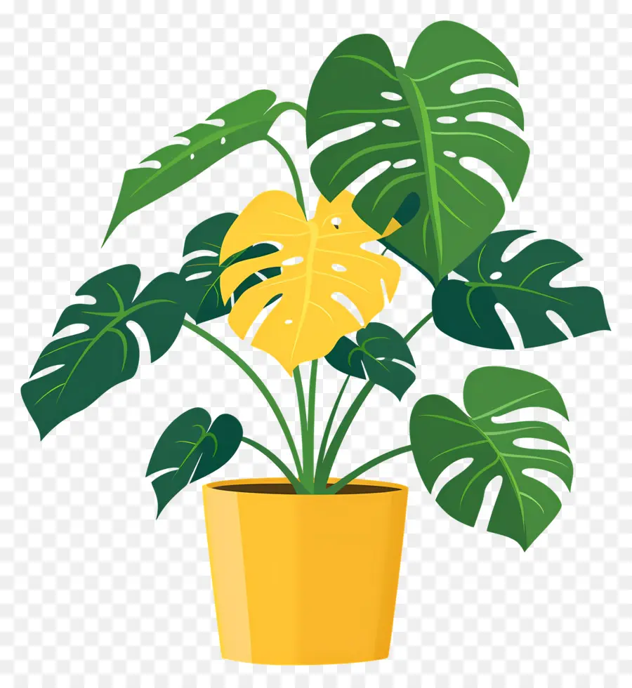 Plante Monstera，Plante En Pot PNG