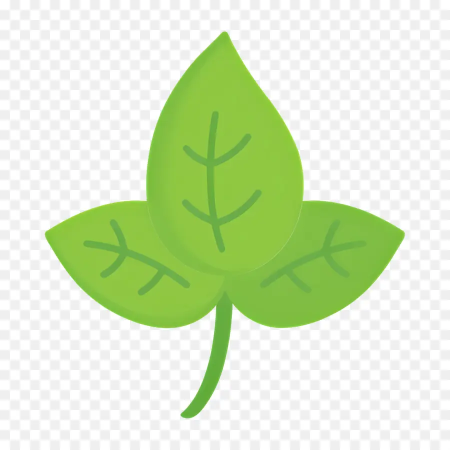 Basilic，Feuille PNG