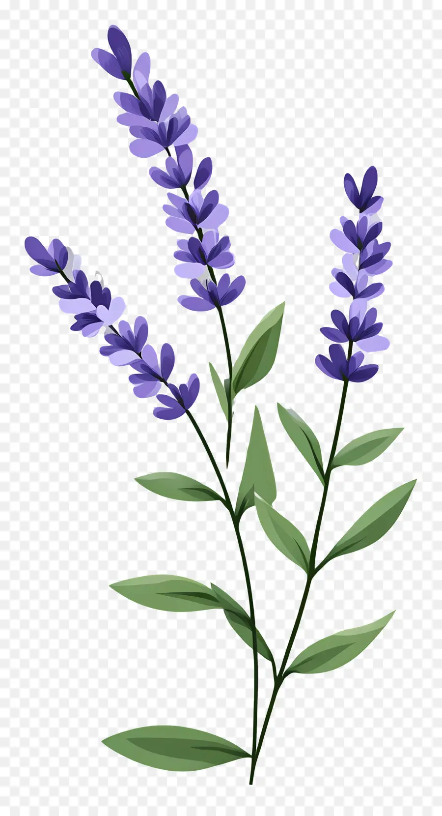 Fleur De Lavande，Lavande PNG