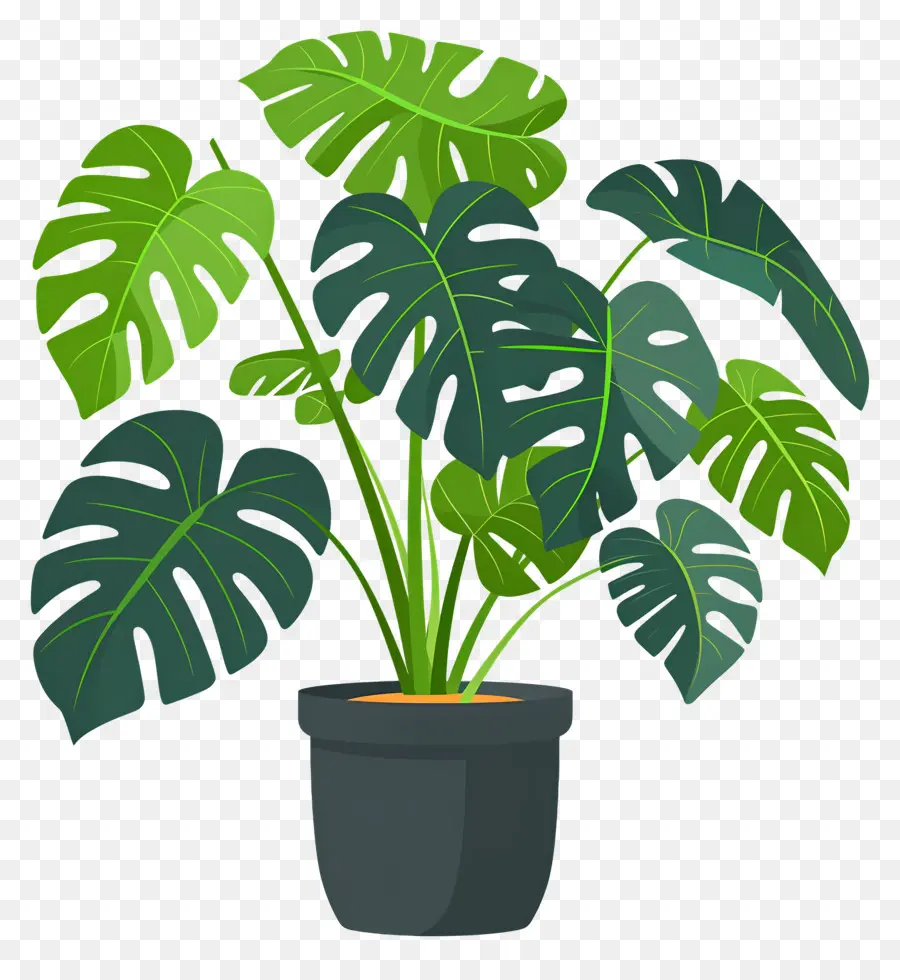 Plante Monstera，Plante En Pot PNG