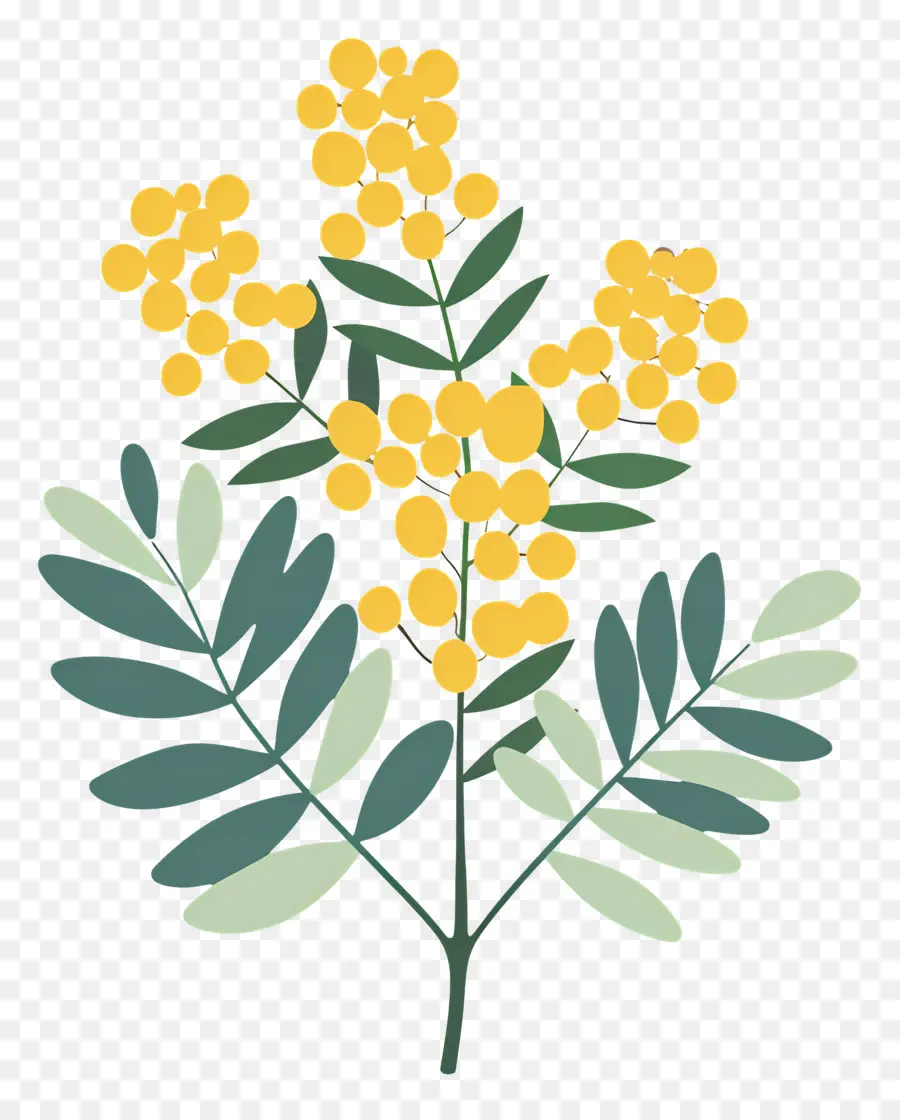 Fleurs De Mimosa，Fleurs Jaunes PNG