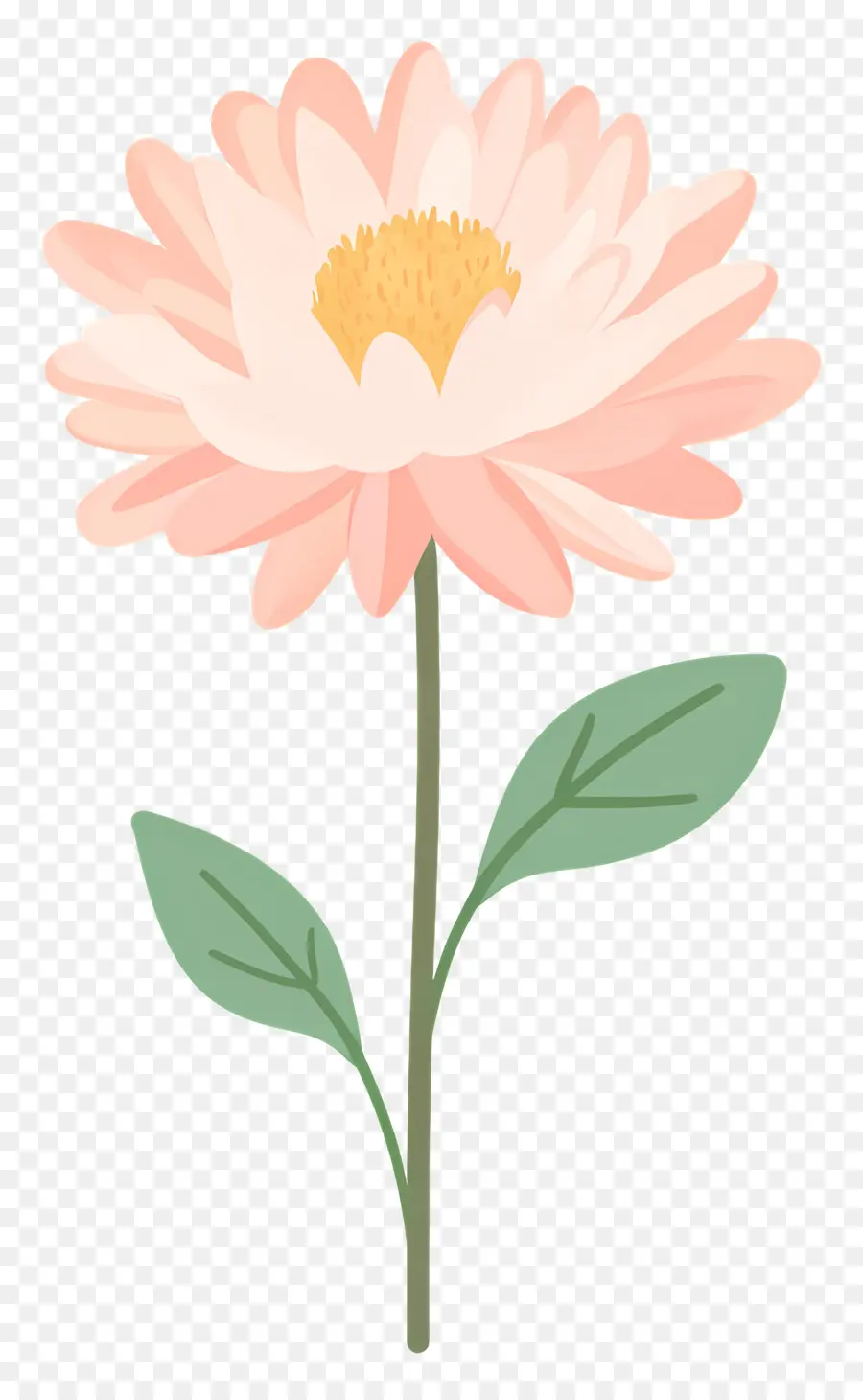 Fleur De Chrysanthème Rose，Fleurs Roses PNG