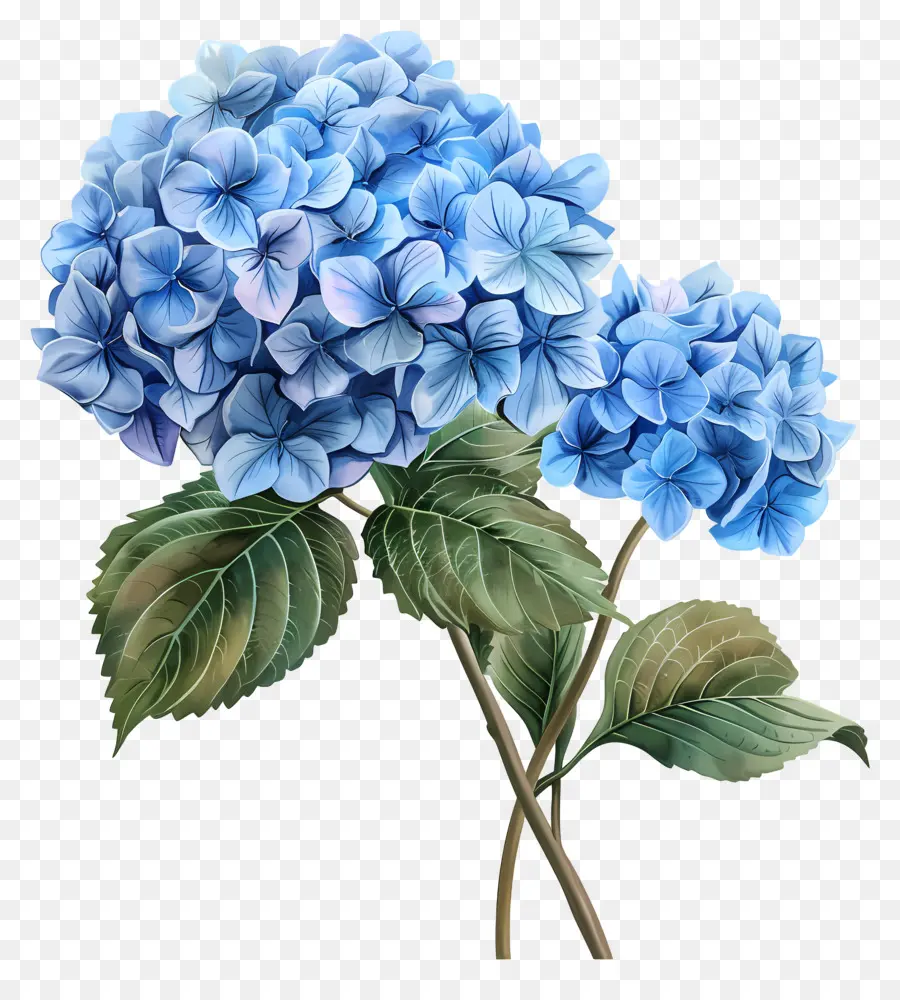 Fleur D'hortensia Bleue，Hortensia Bleu PNG