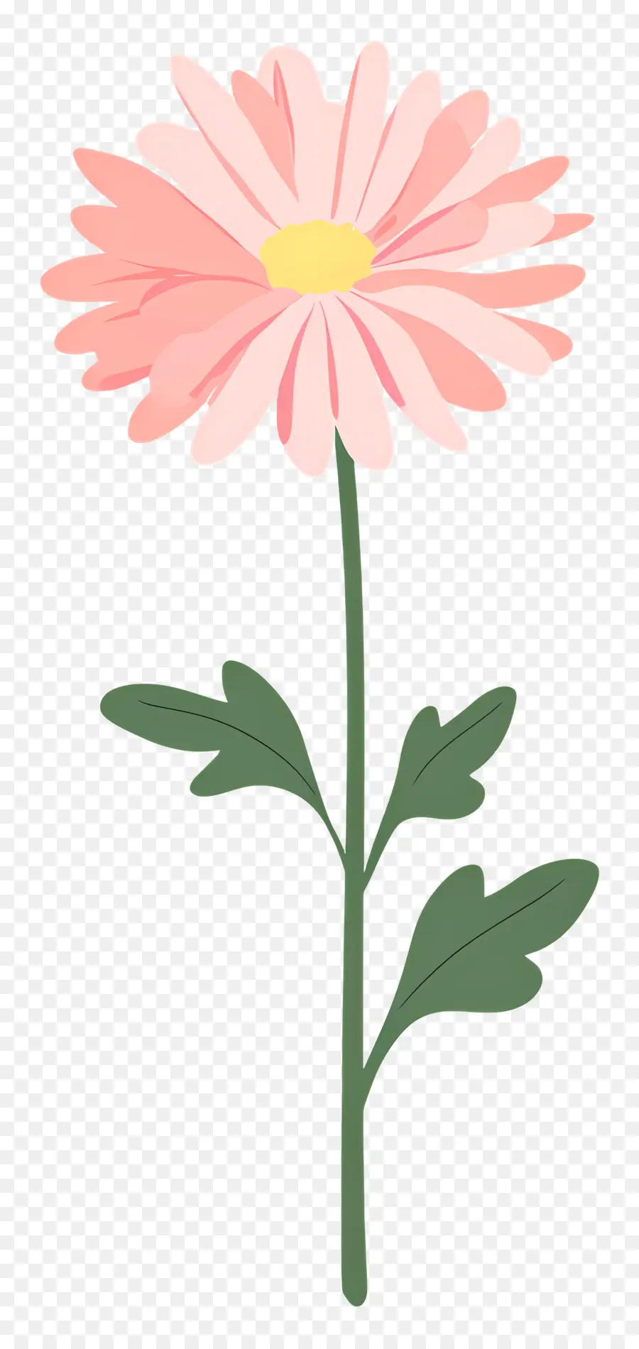 Fleur De Chrysanthème Rose，Marguerite PNG