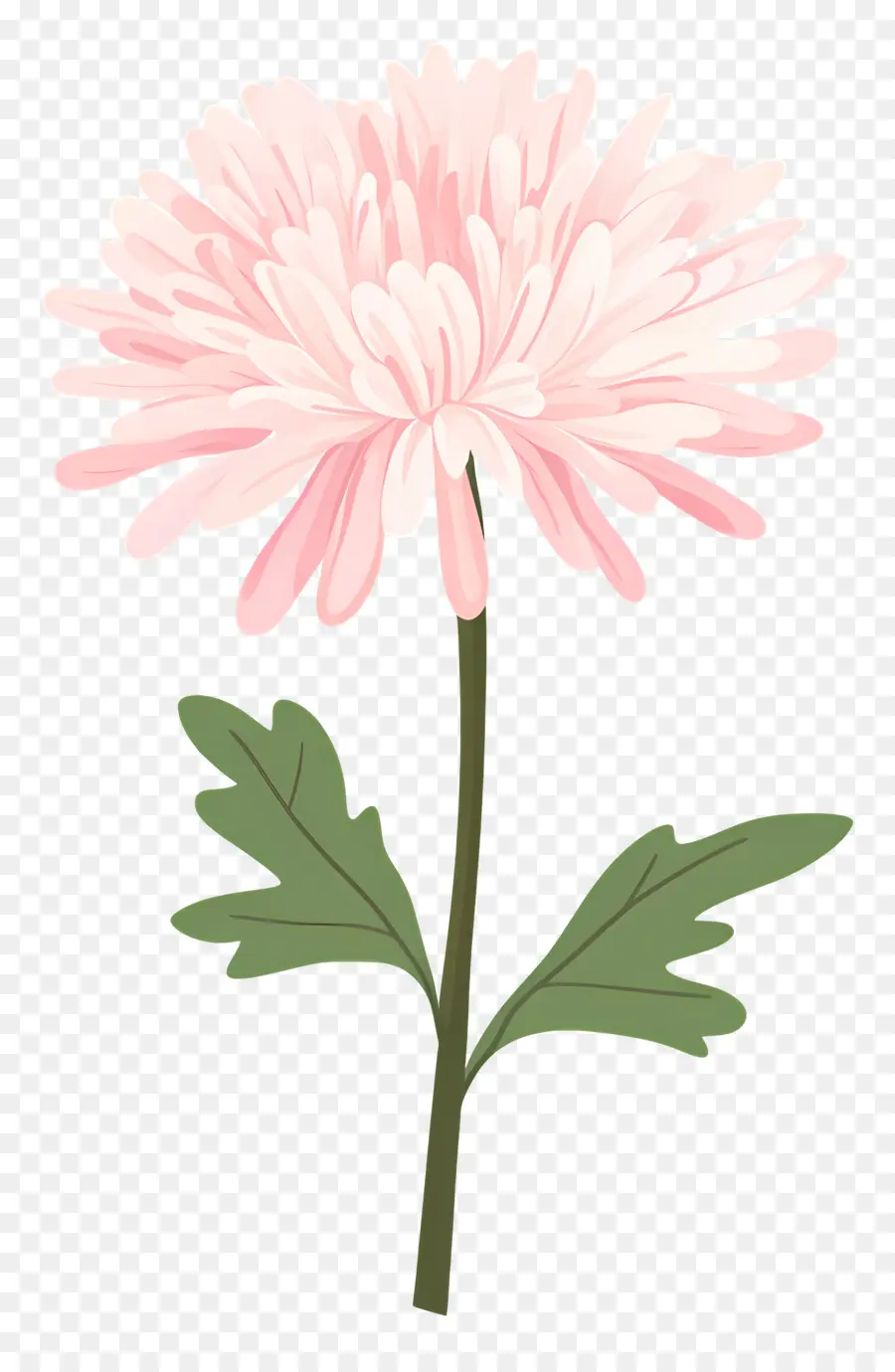 Fleur De Chrysanthème Rose，Fleur Rose PNG