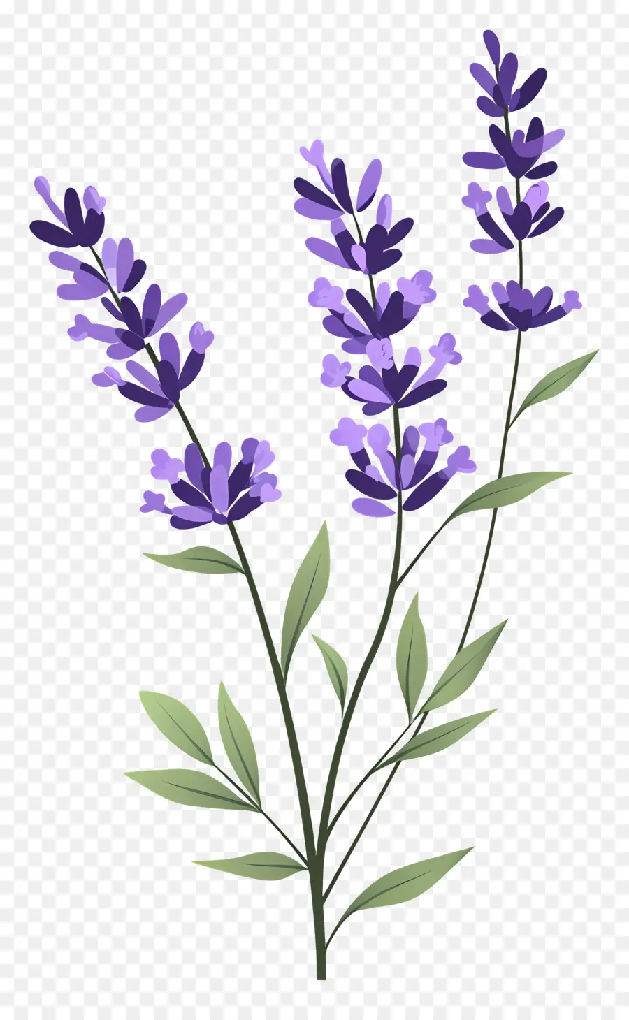 Fleur De Lavande，Lavande PNG