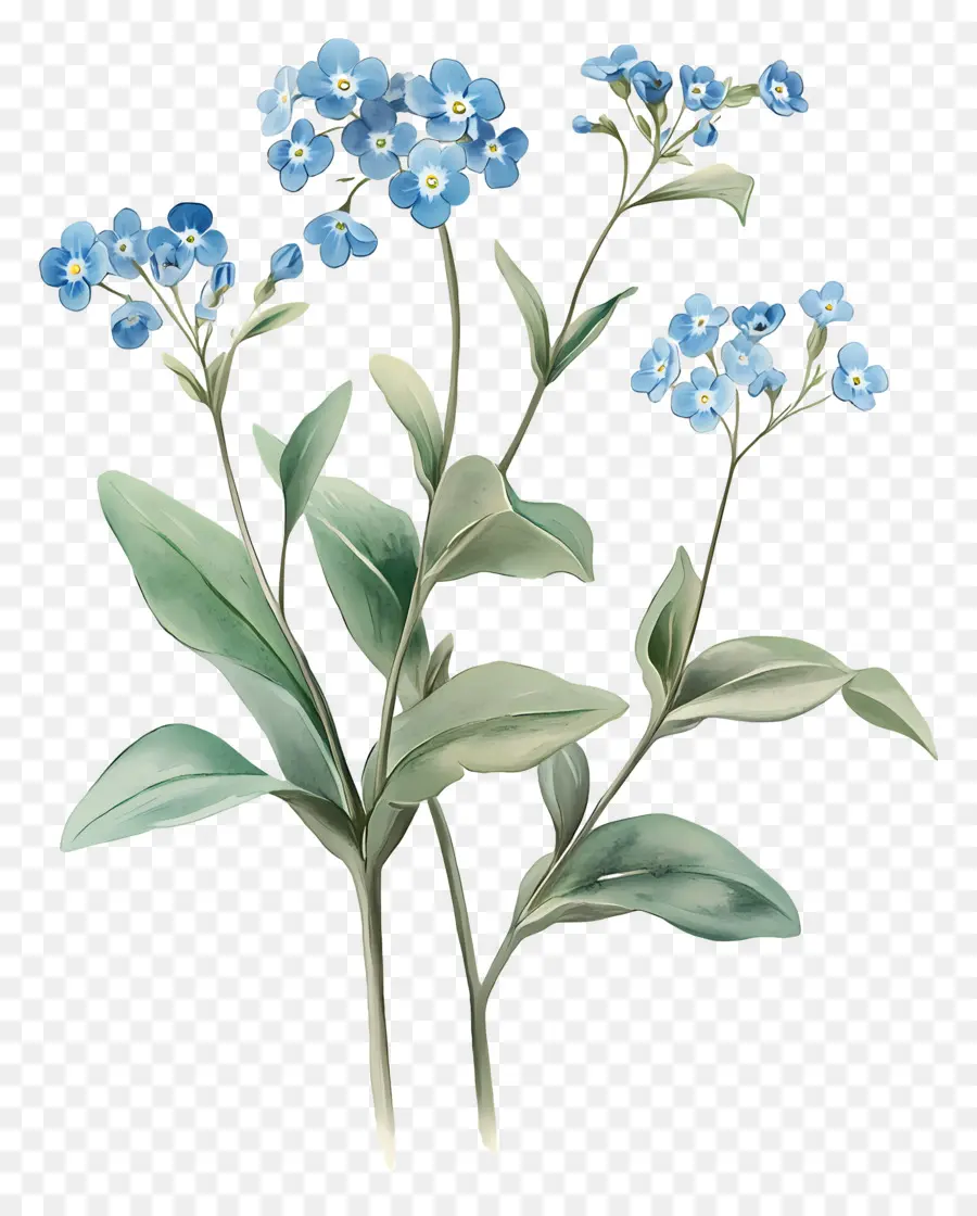 Ne M'oublie Pas Pas De Fleurs，Fleurs Bleues PNG