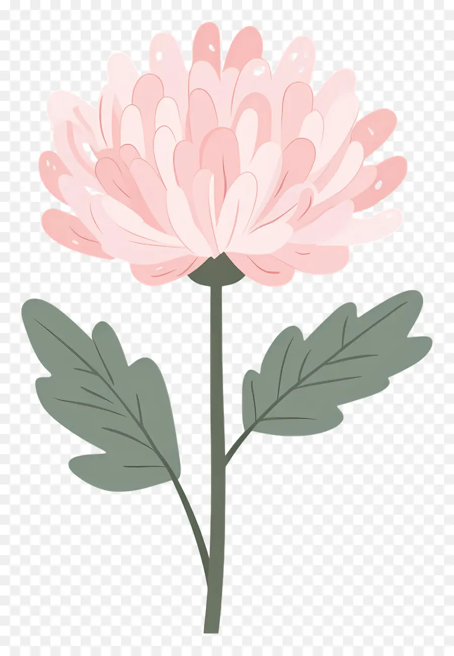 Fleur De Chrysanthème Rose，Fleur Rose PNG