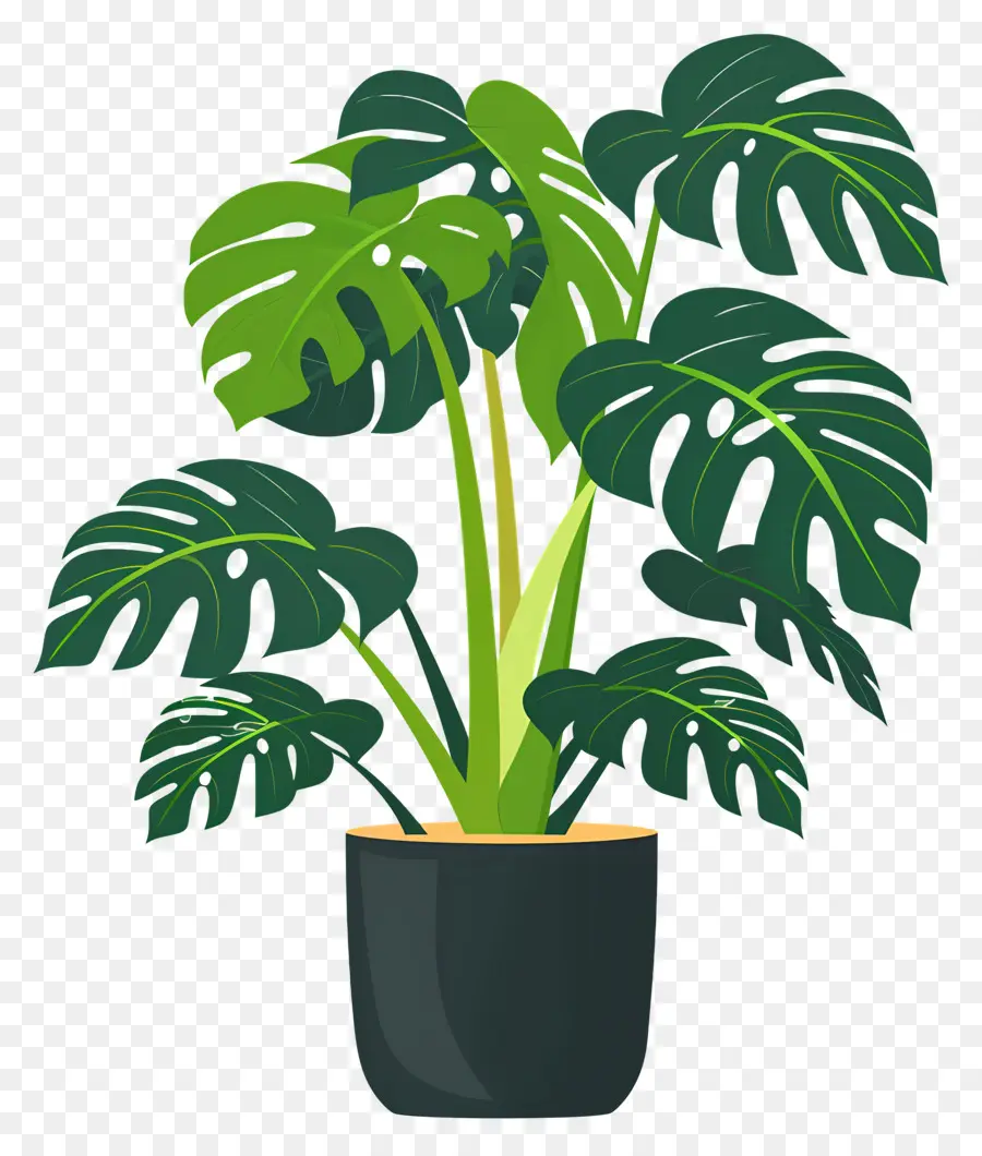 Plante Monstera，Plante En Pot PNG