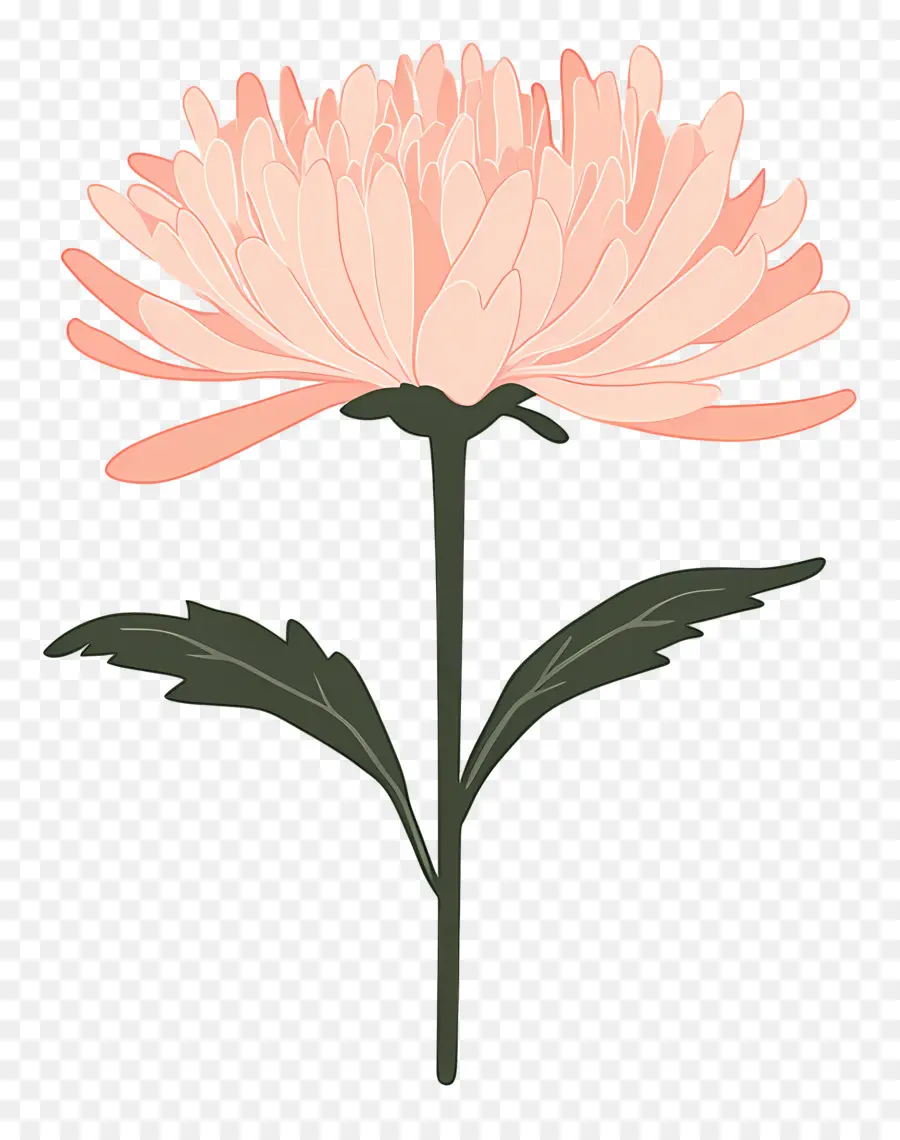 Fleur De Chrysanthème Rose，Fleur Rose PNG