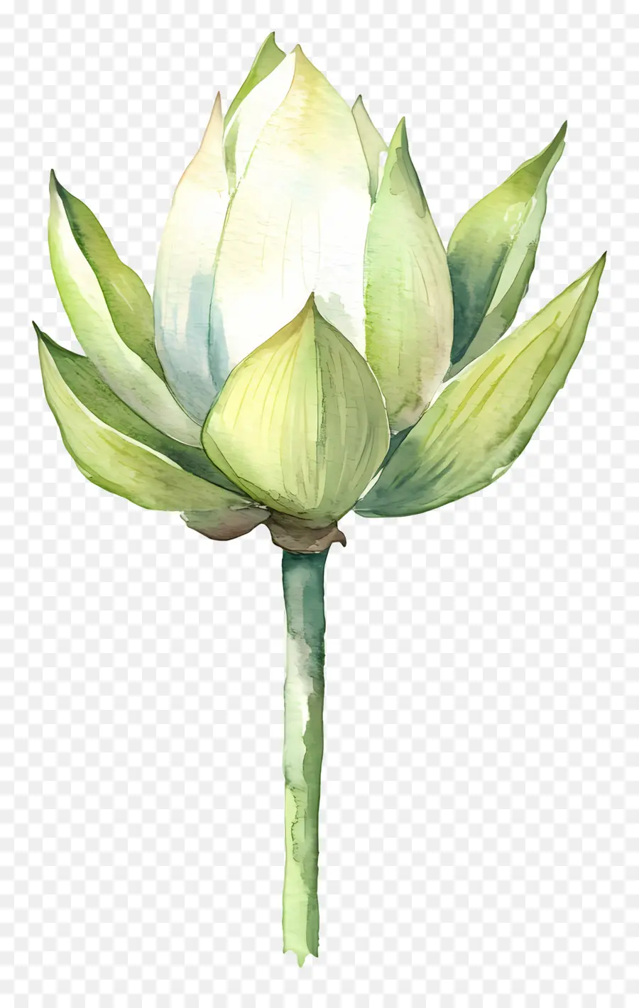 Lotus Aquarelle，Lotus Blanc PNG