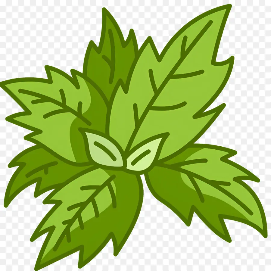 Basilic，Feuilles De Menthe PNG