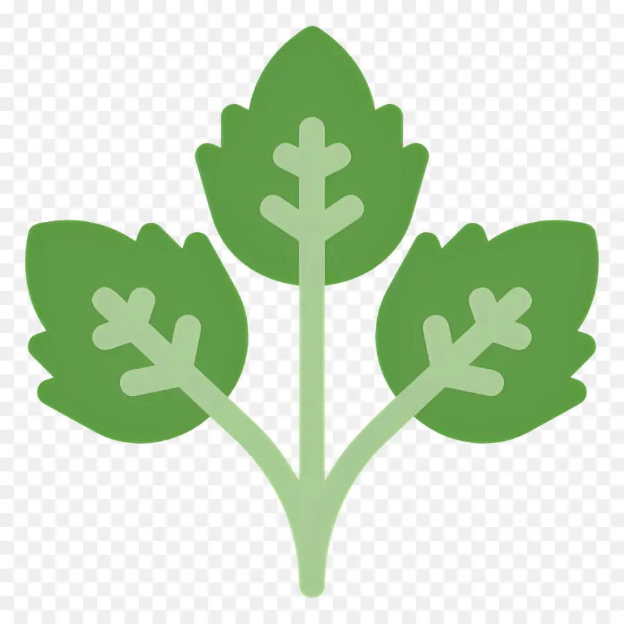 Persil，Feuille Verte PNG