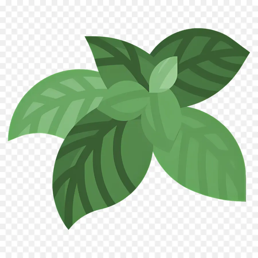 Basilic，Feuilles Vertes PNG