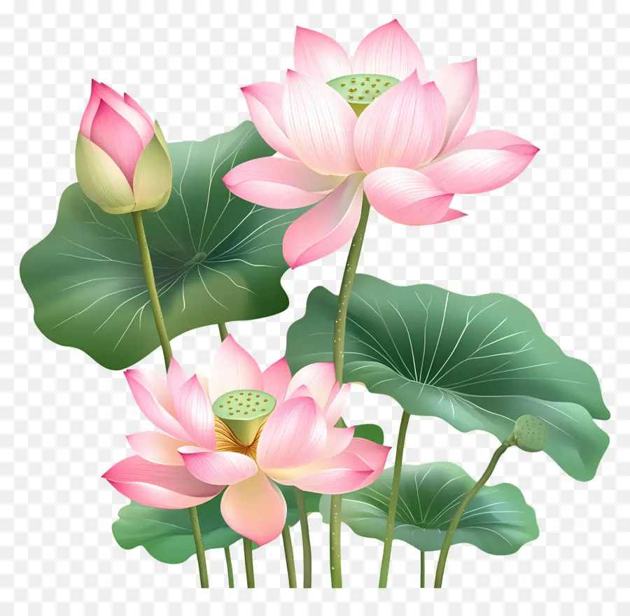 Fleurs De Lotus Roses，Fleurs De Lotus PNG