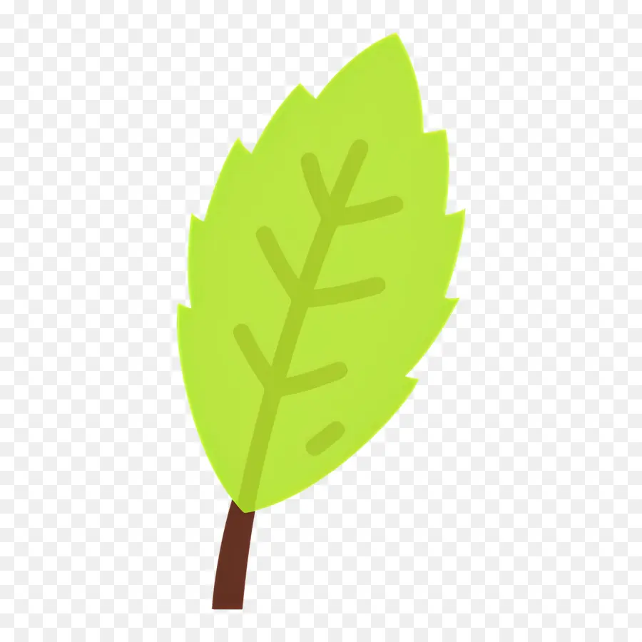 Basilic，Feuille Verte PNG