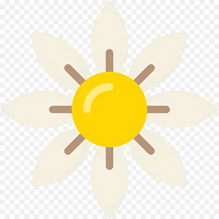 Fleur De Marguerite，Fleur Blanche PNG