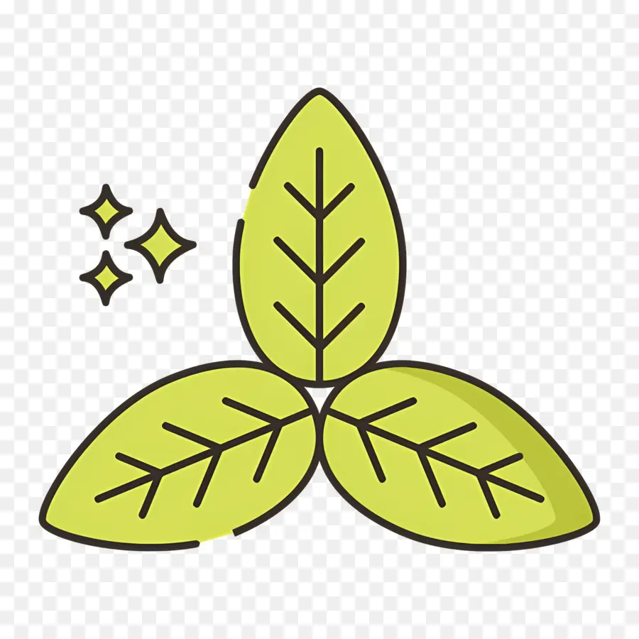 Basilic，Feuilles PNG