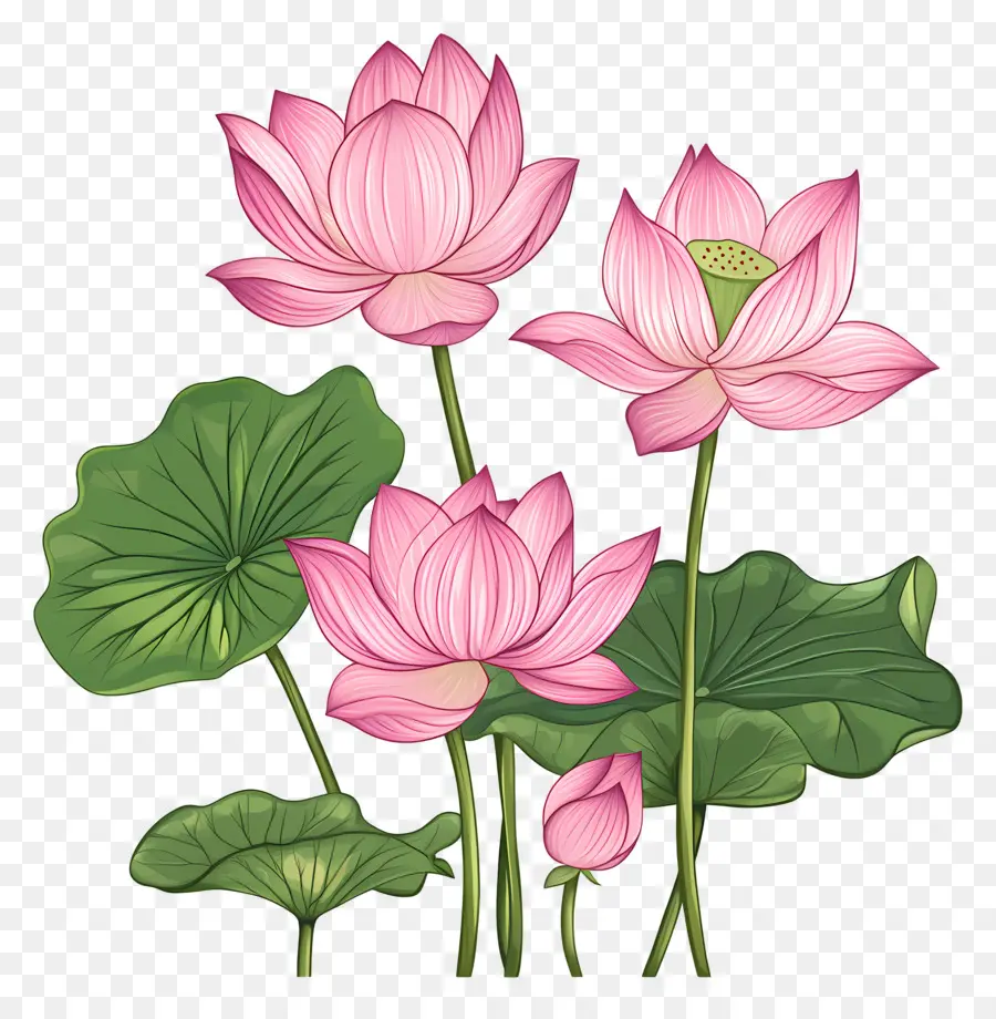 Fleurs De Lotus Roses，Fleurs De Lotus PNG