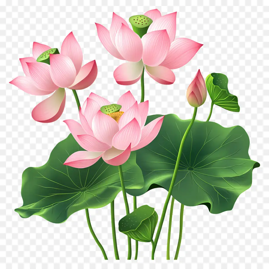 Fleurs De Lotus Roses，Fleurs De Lotus PNG