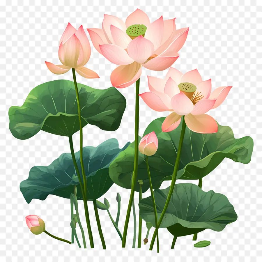 Fleurs De Lotus Roses，Lotus Rose PNG