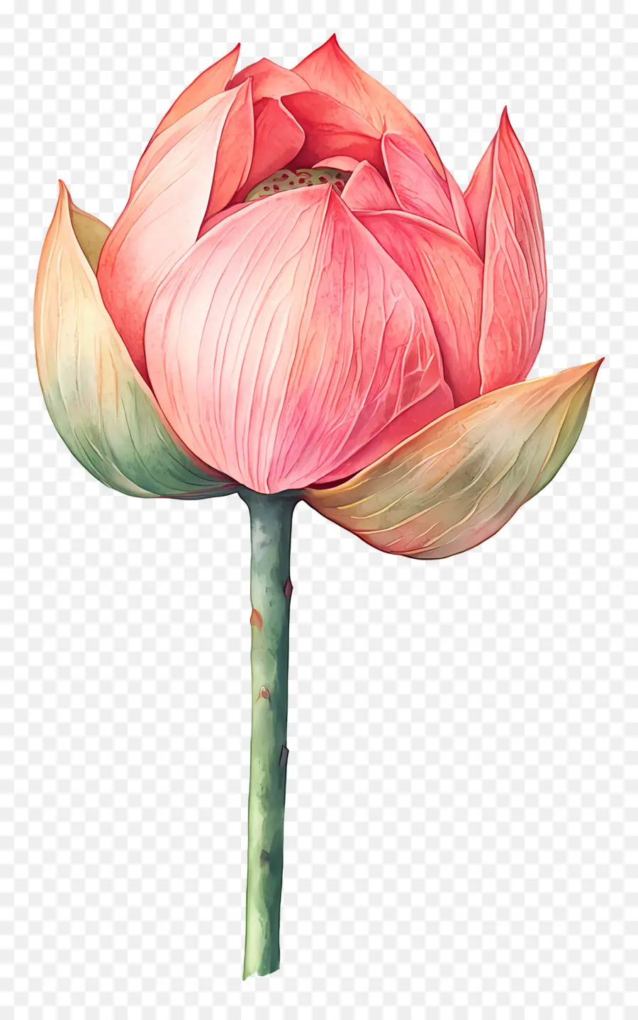 Lotus Aquarelle，Lotus Rose PNG