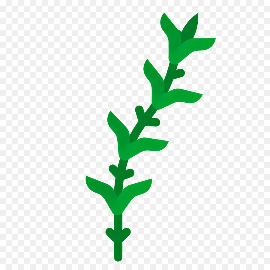 Romarin，Plante Verte PNG